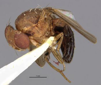 Media type: image;   Entomology 7856 Aspect: habitus lateral view